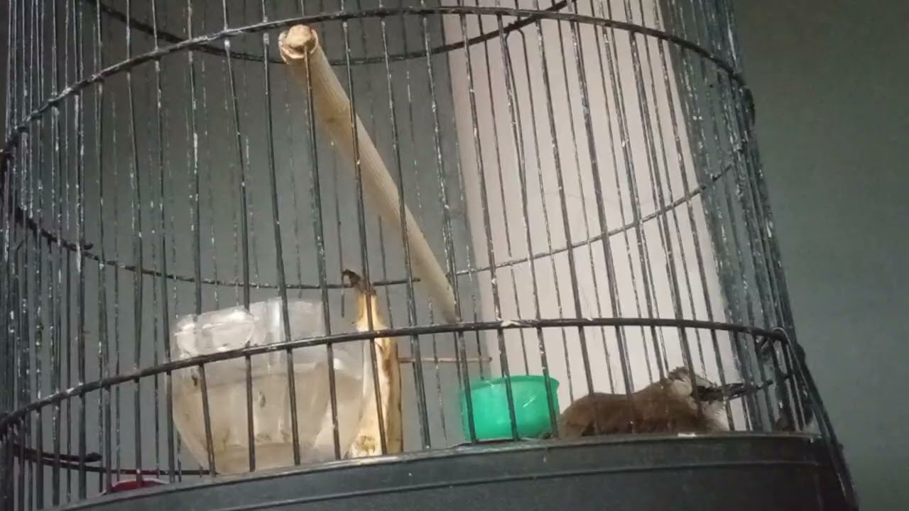 Kedapatan burung trucukan yang ditabrak oleh pengguna jalan, kita bawa pulang kita rawat.