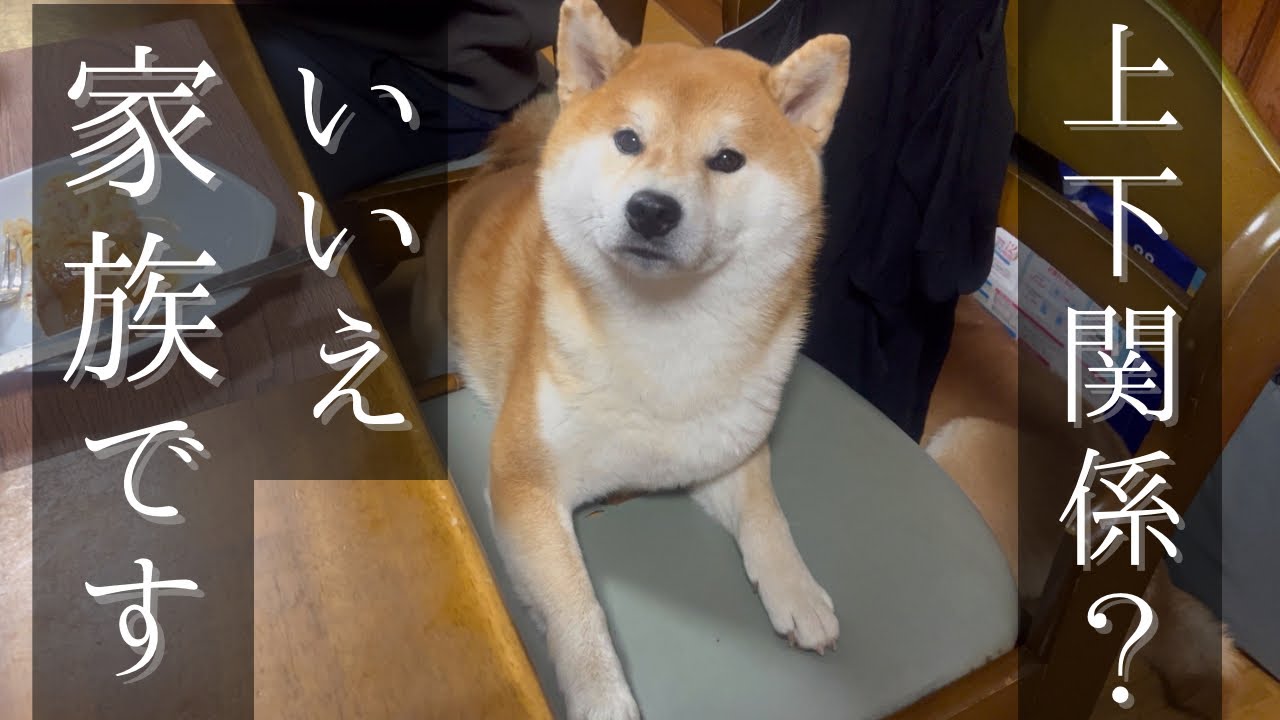妹豆柴への思いやり方が、もはや人間の兄妹みたいな兄柴犬