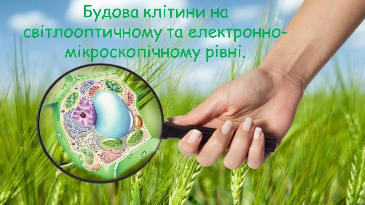 Будова клітини на світлооптичному та електронно-мікроскопічному рівні