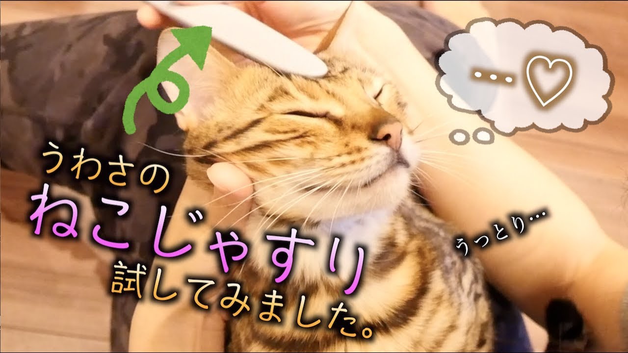ねこじゃすりが気持ちよすぎてロゼうっとり…そしてルトはまさかの…