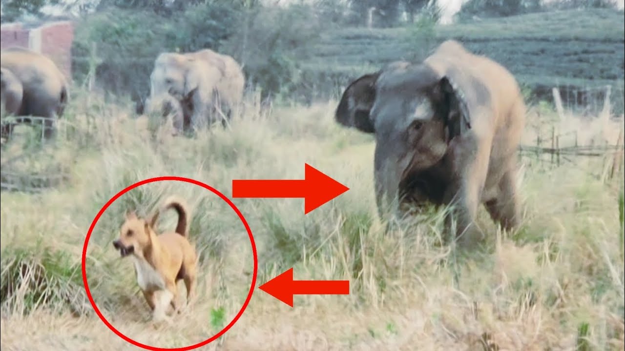 Dog Vs Wild Elephant.