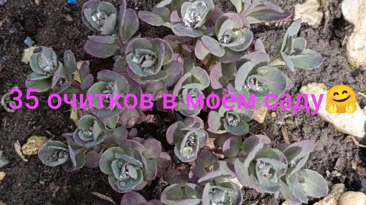 35 очитков в саду 🔥сама не знала, пока видео не записала 🤗моя коллекция ❤️17.04.2025 #цветы #сад