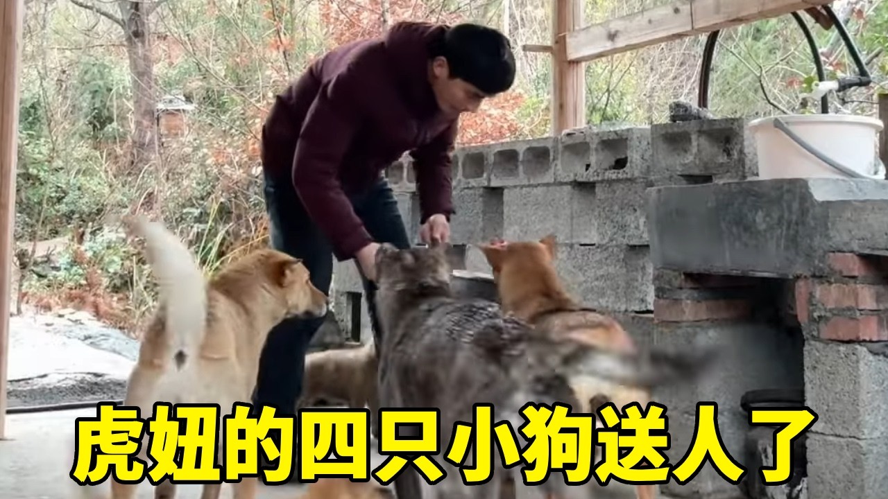 分开是为了更好的重逢！祝福我们可爱的狗宝宝【乡野志刚】