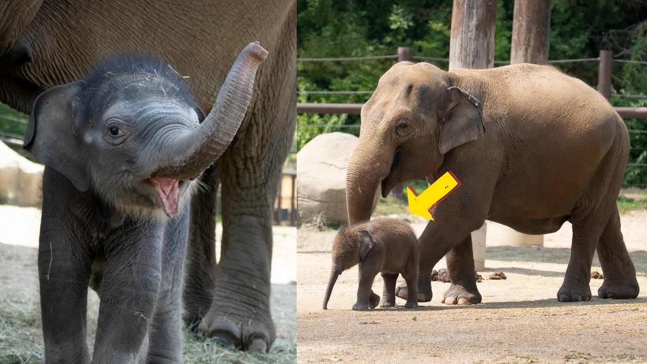 Мама никогда не выпускает её из виду 🐘 Первые шаги и приключения Риты Джин