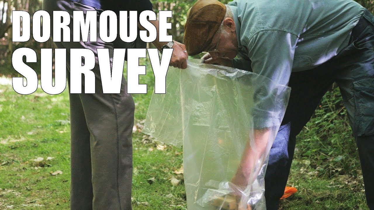 Dormouse Survey