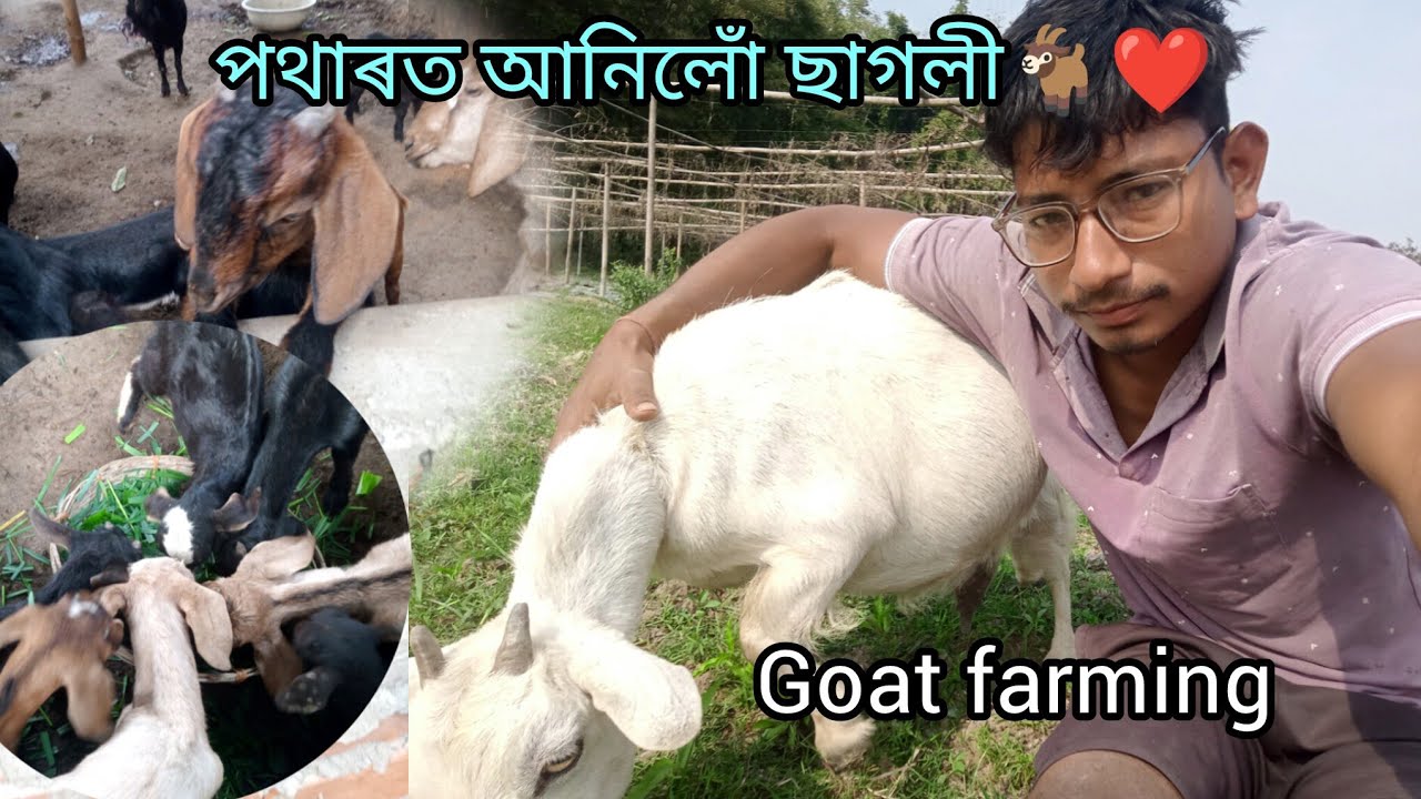 পথাৰত আনিলোঁ ছাগলী🐐❤️#goatfarming #goatfarm #hirak111 #goatfarminassam#goat #farmer #villagelife #04