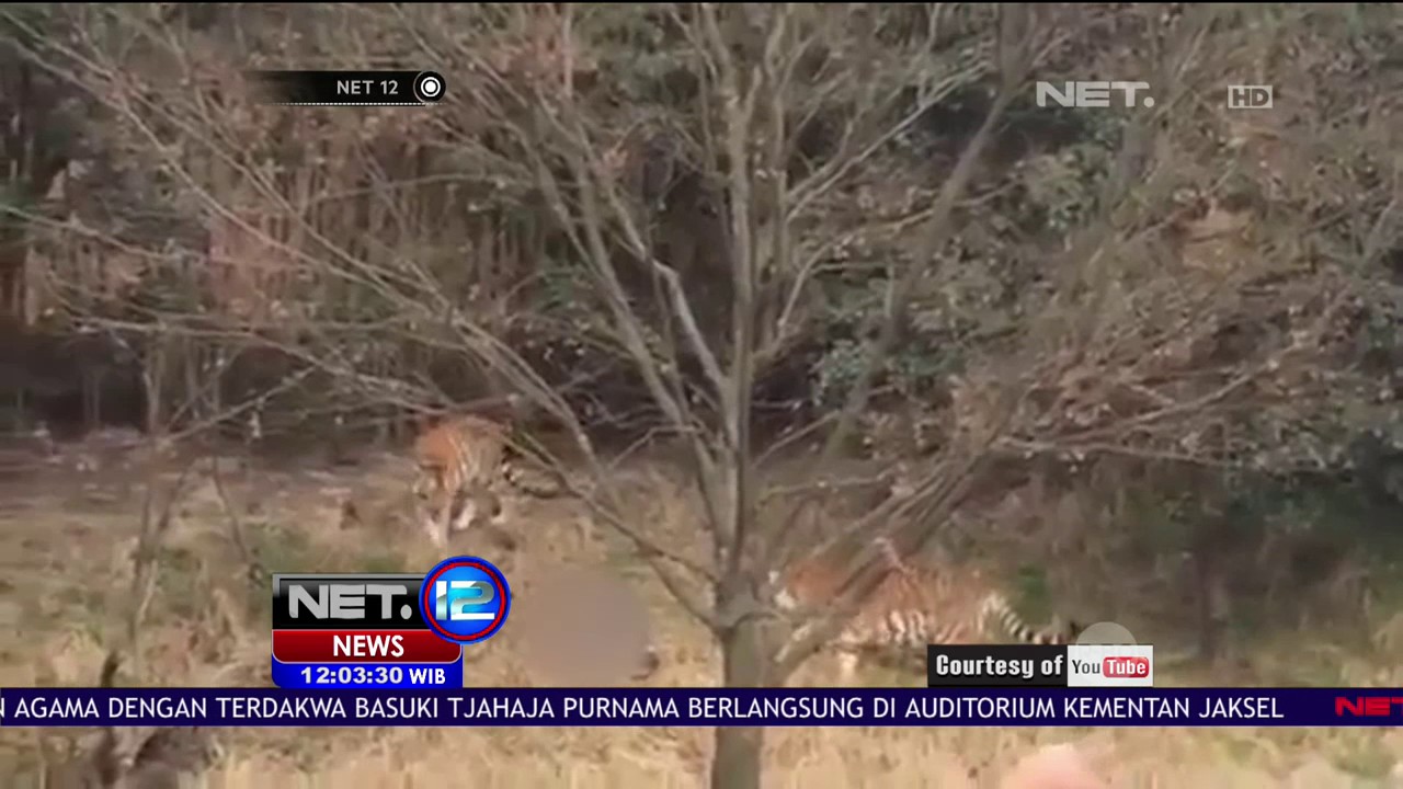 Seorang Pria Tewas Diterkam 3 Harimau di Kebun Binatang Zhejiang, Cina - NET 12