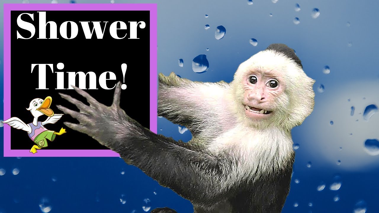 Pet Monkey Takes a Hot Shower!