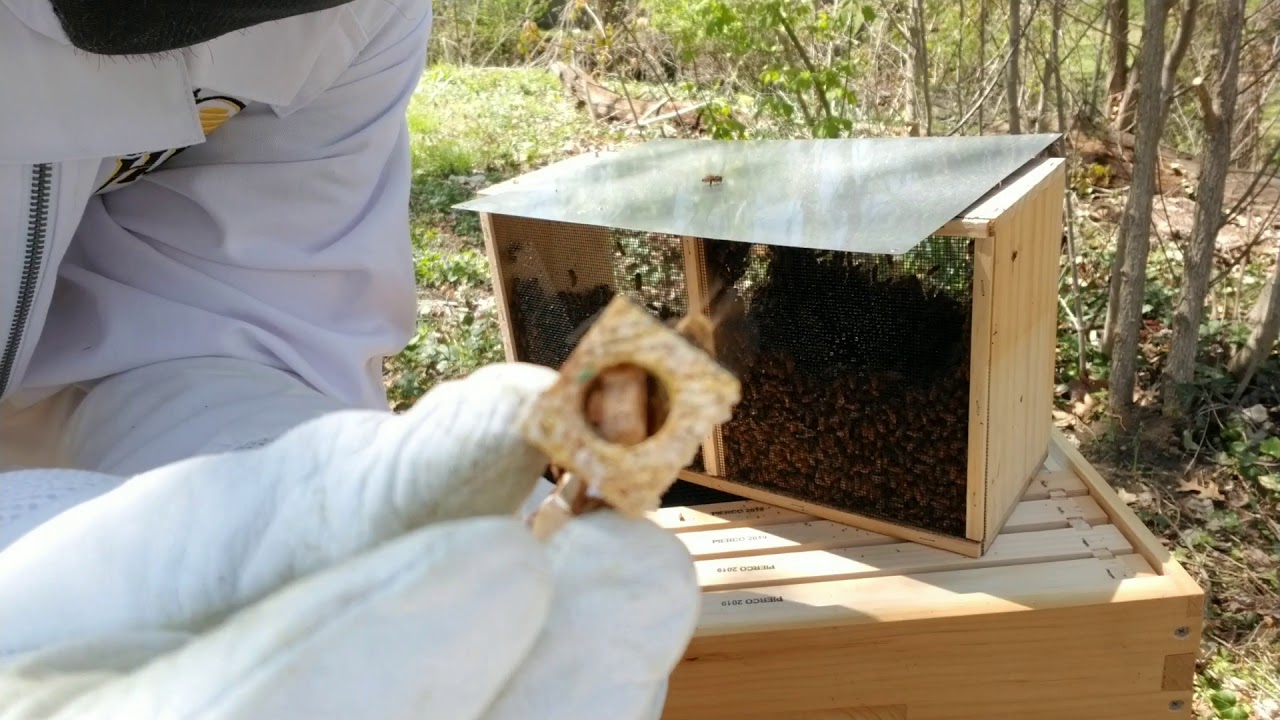 Italian honey bee package install! New bees!