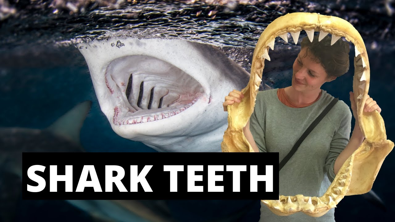 SHARK TEETH -AWESOME FACTS ABOUT SHARK TEETH! Learn about the huge variation in size, shape and use!