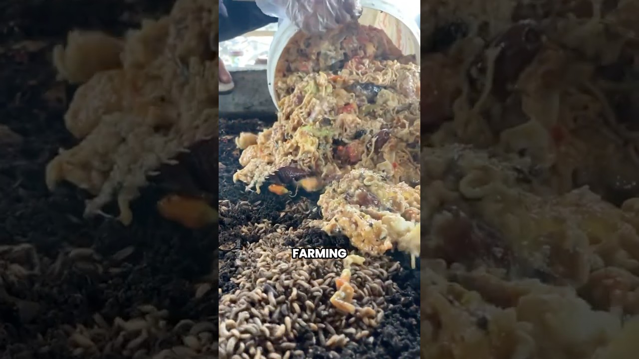 Why farmers are breeding maggots for livestock #agriculture #innovation