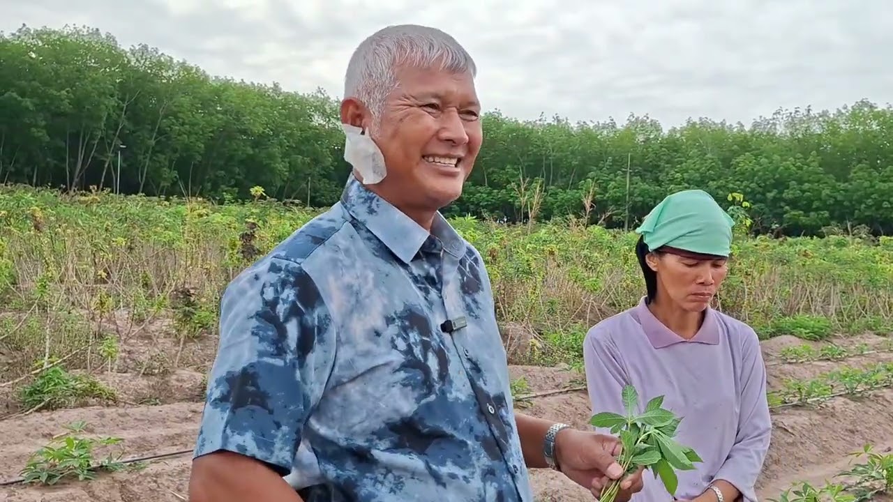 การปลูกมันสำปะหลังสุตรอาจารย์พรต |เกษตรสร้างรายได้| เกษตรกล้วยๆ