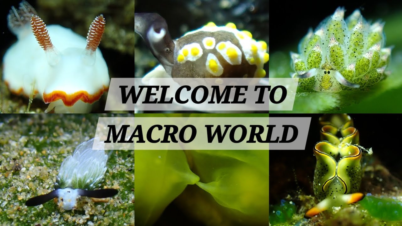 🇵🇭[필리핀 두마게티] WELCOME TO MACRO WORLD. (EP.06) 