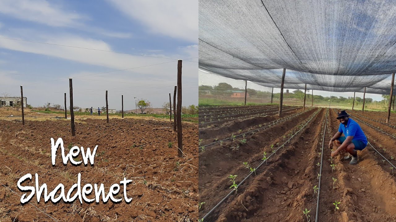 New Materials : New Shadenet for Sweet Pepper