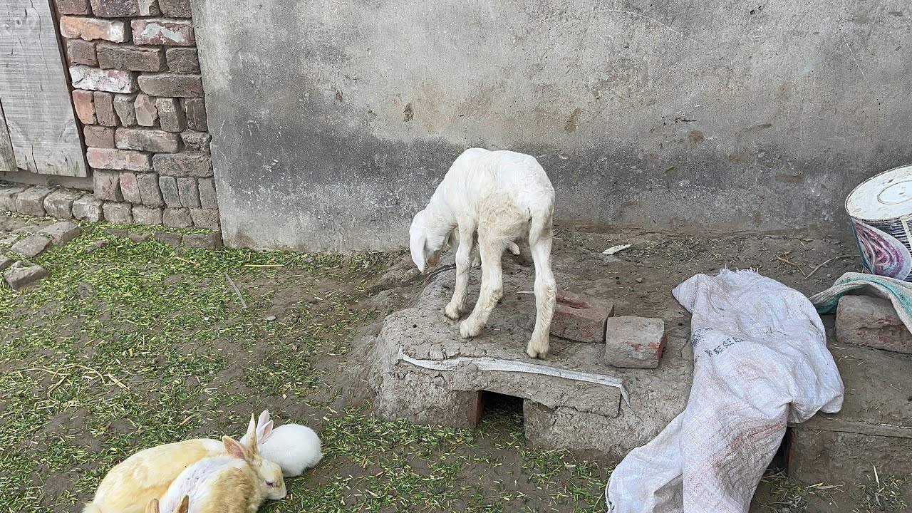 Bhed ka bacha khalna ￼shro ho ga 