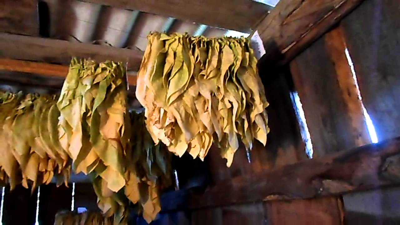 №52 Табак  Томление табака на шпагате