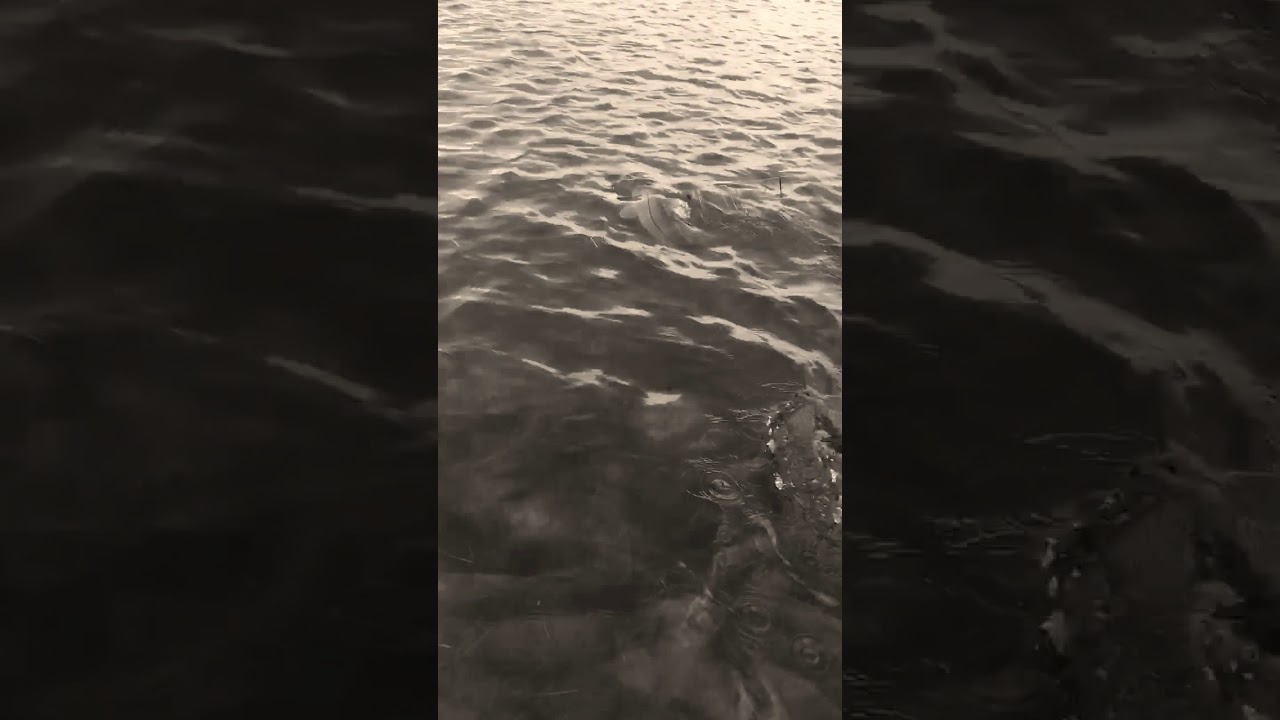 Wading the flats