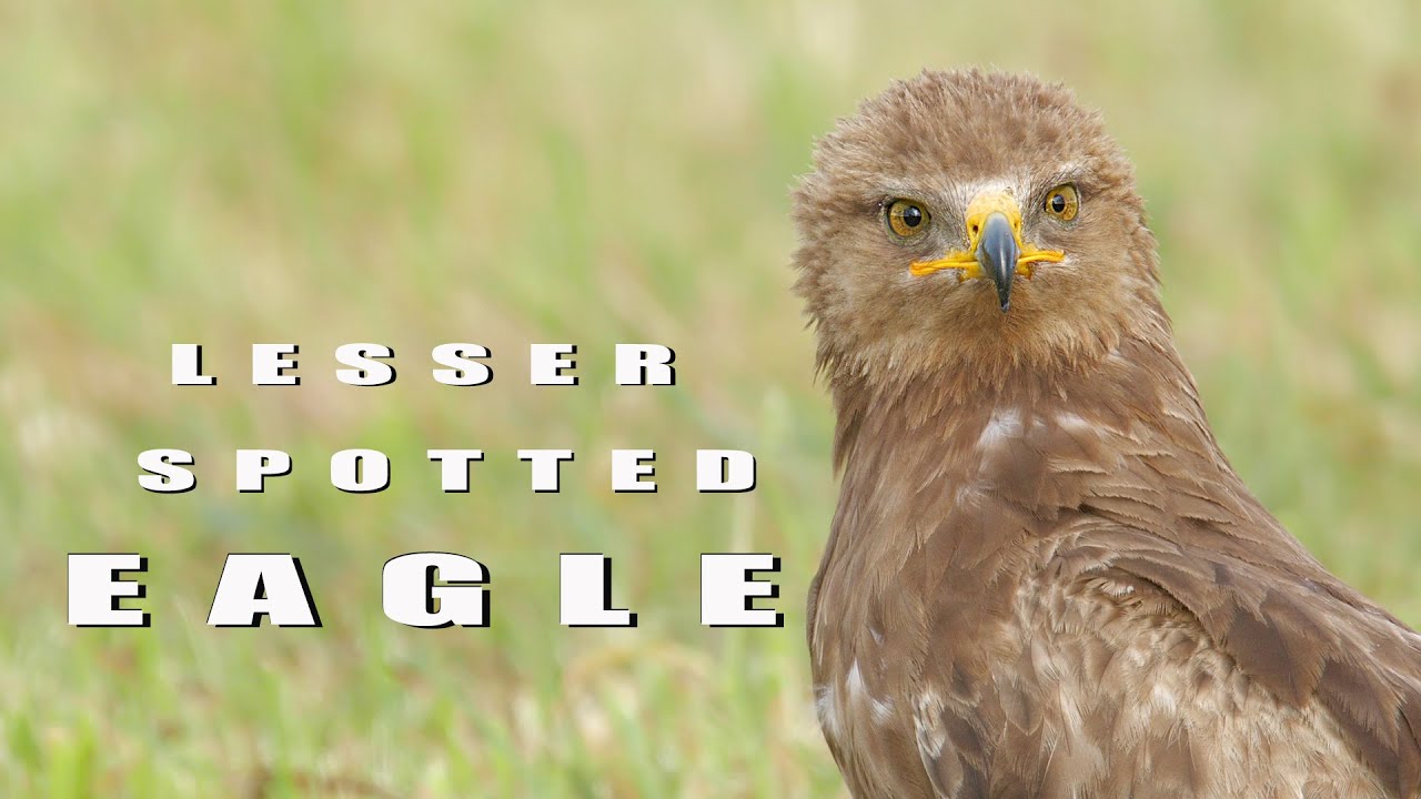 Birds of prey. Lesser spotted Eagle