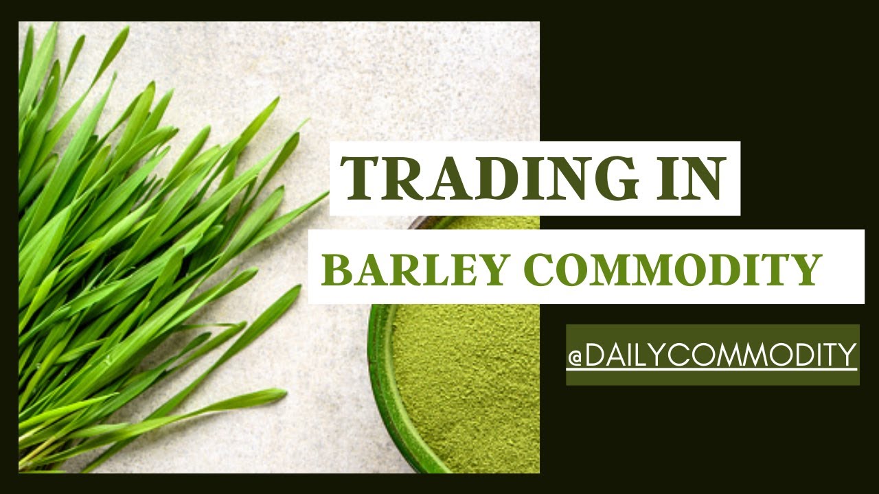 How to trade Barley Commodity? | Barley Commodity | Barley future and options | Daily Commodity