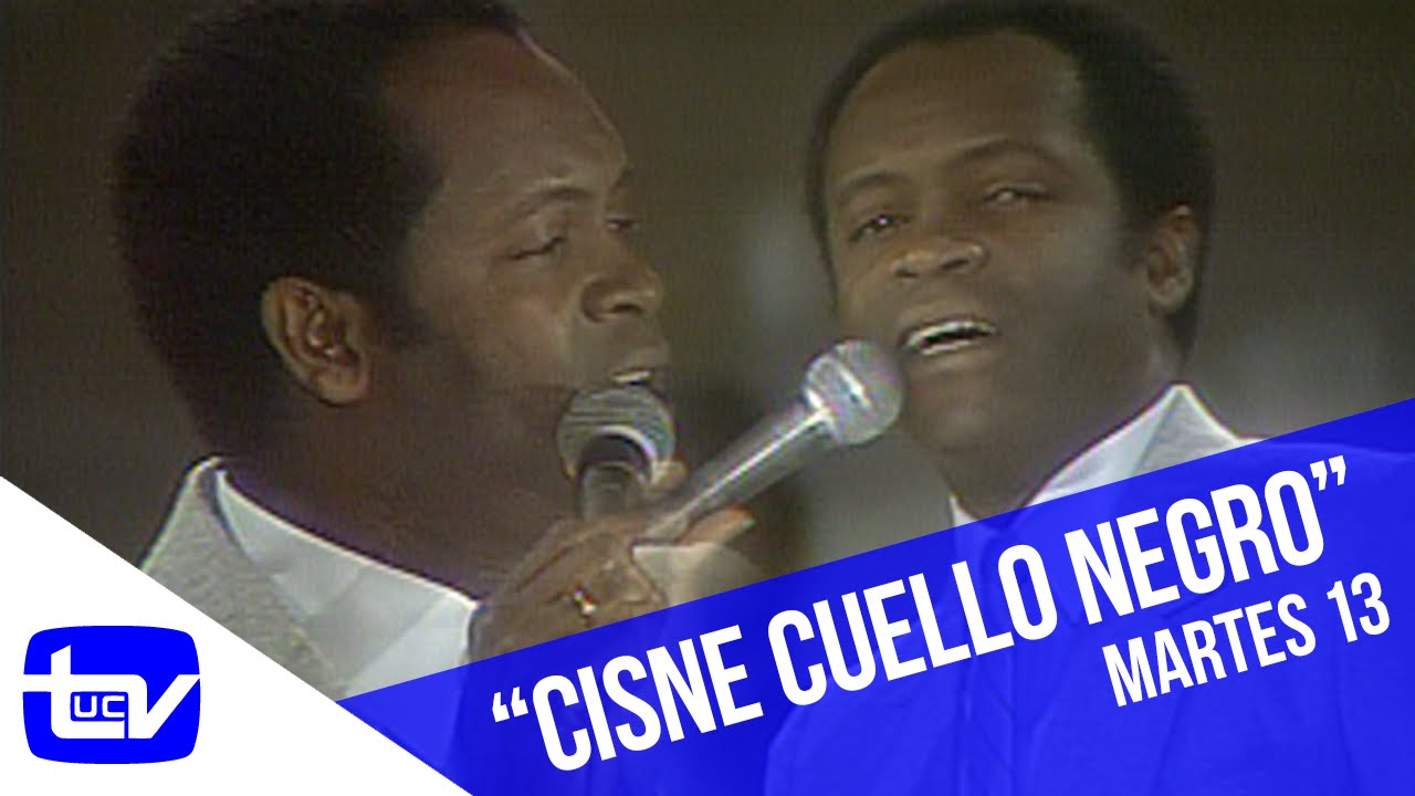 Martes 13 | Basilio - Cisne cuello negro