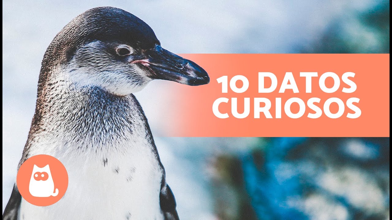 10 CURIOSIDADES sobre los PINGÜINOS que te sorprenderán 🐧