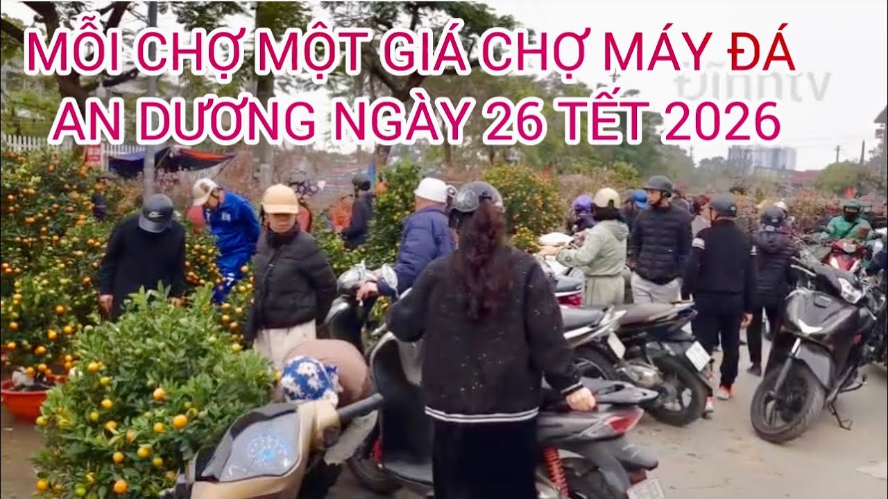 Giá cây cảnh chợ Máy Đá An Dương 26 tết 2026 