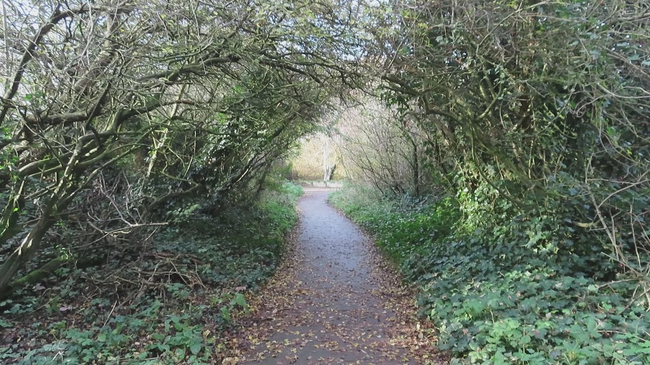 Autumn Wildlife at WWT Martin Mere | A Seasonal Short Film