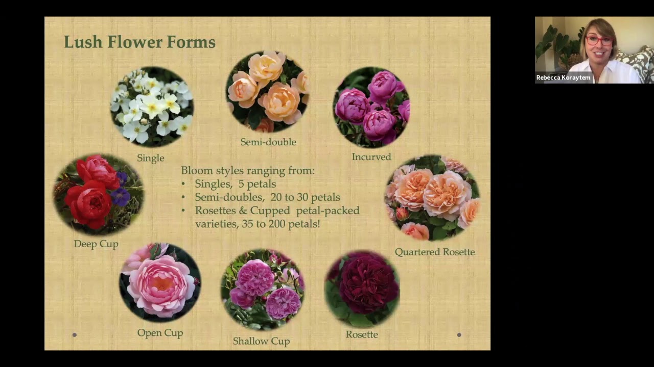 Rebecca on English Roses Spring 2020