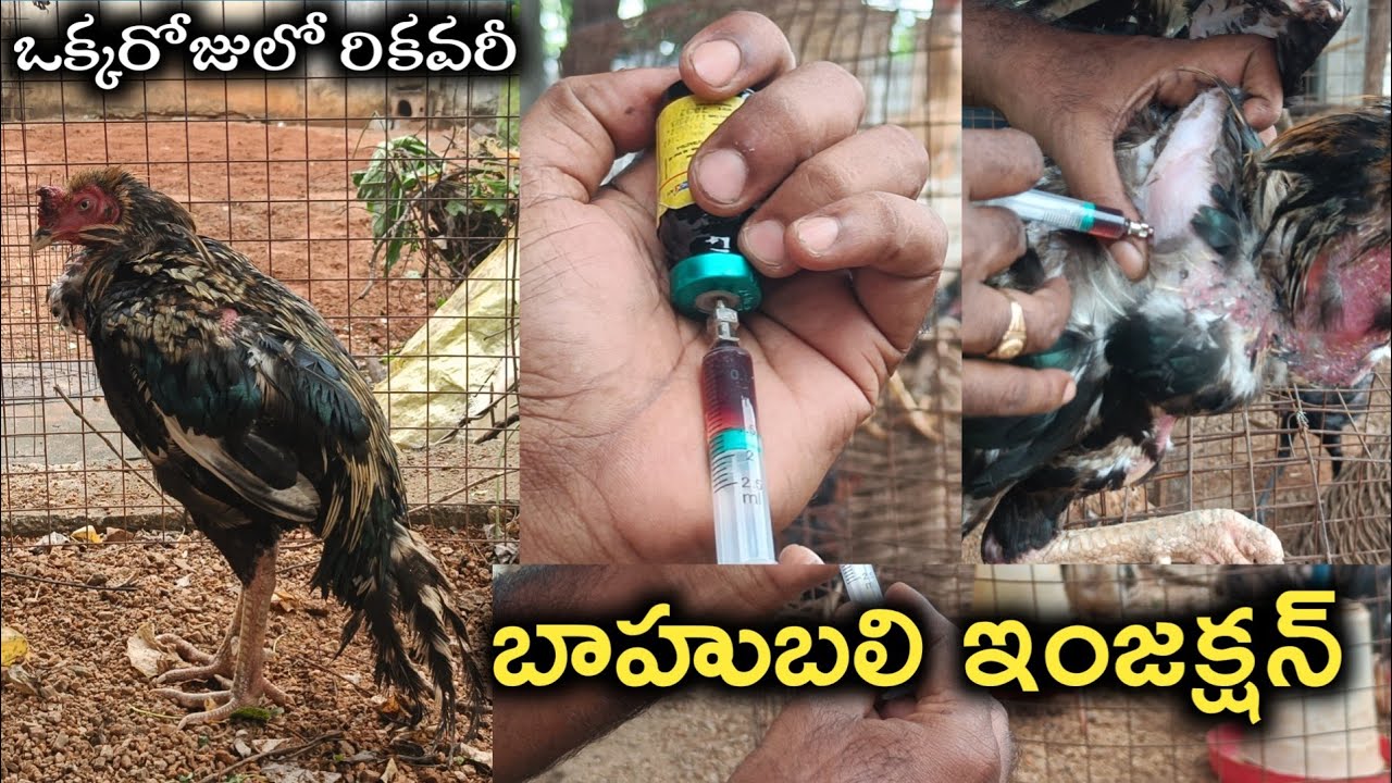భీమవరం జాతి కోళ్ళు అమ్మబడును జాతి కోళ్ల పెంపకం