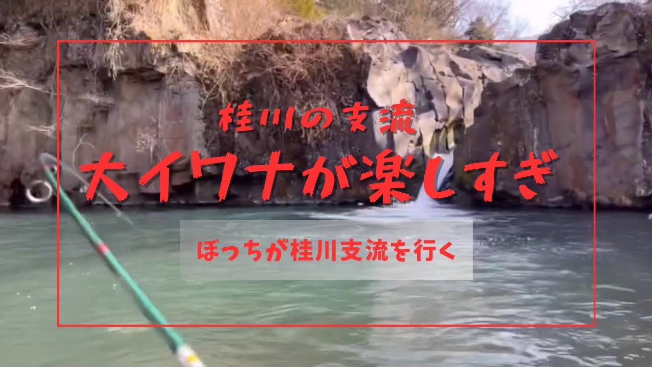 桂川、その支流はイワナの楽園！ルアーを追う大イワナが楽しすぎた！