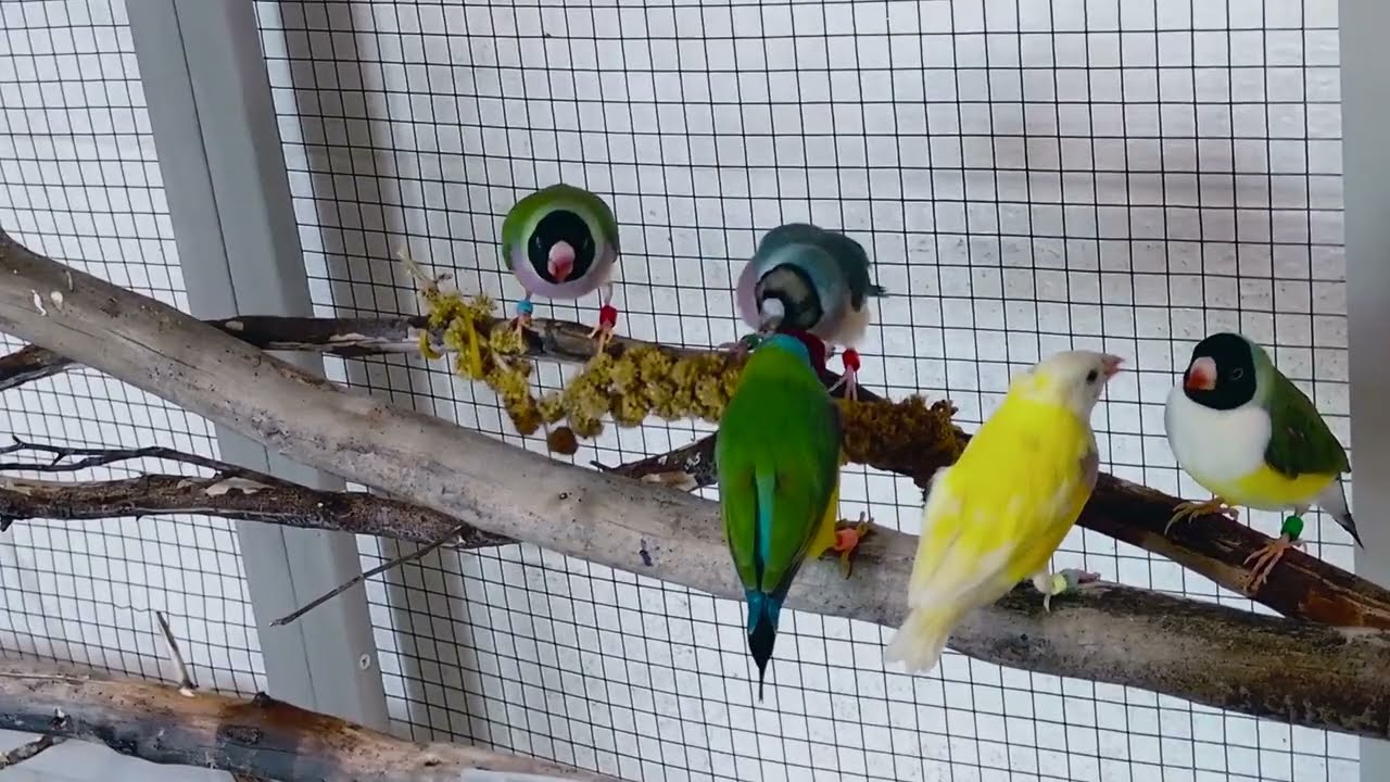 Virtual Bird Watch 03 - Gouldian Finches to relax the mind  ASMR