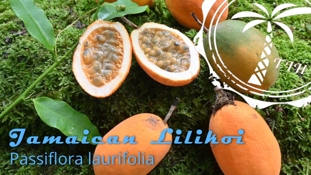 Jamaican Lilikoi - The Passion fruit I'm most Passionate about