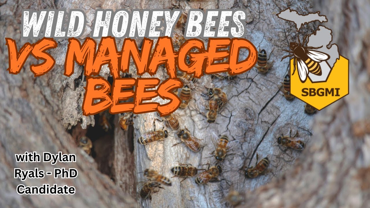 What Makes Wild Honey Bees Different From Managed Ones? | Dylan Ryals
