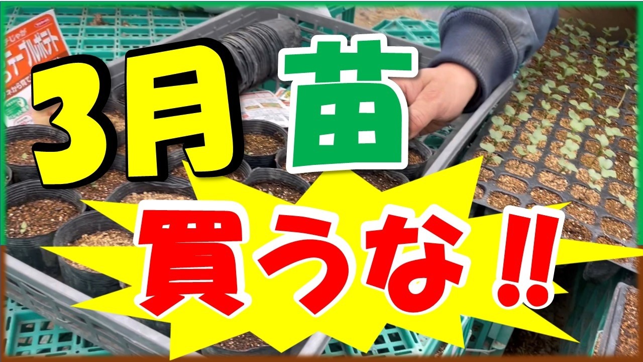 3月に苗を買ってはいけない人