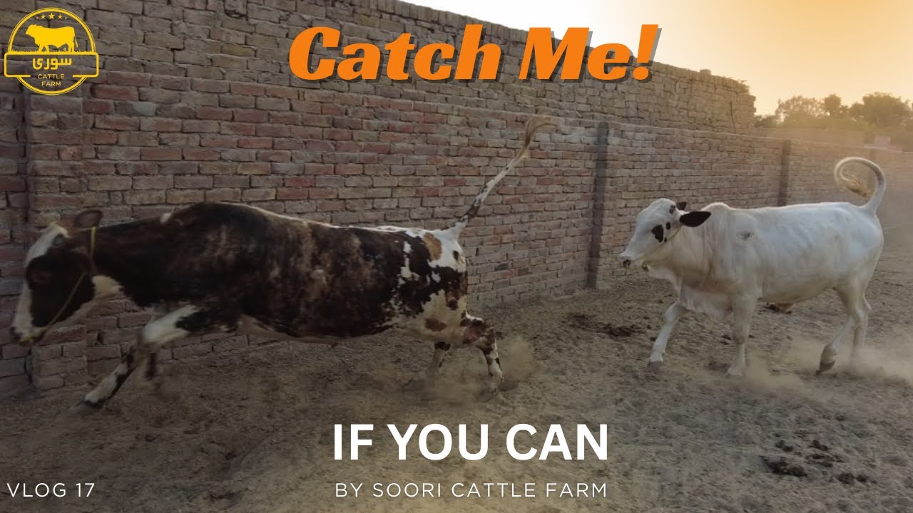 The Secret Desi Masala for Massive Bull Growth! PART 2 🐂 Soori Cattle Farm