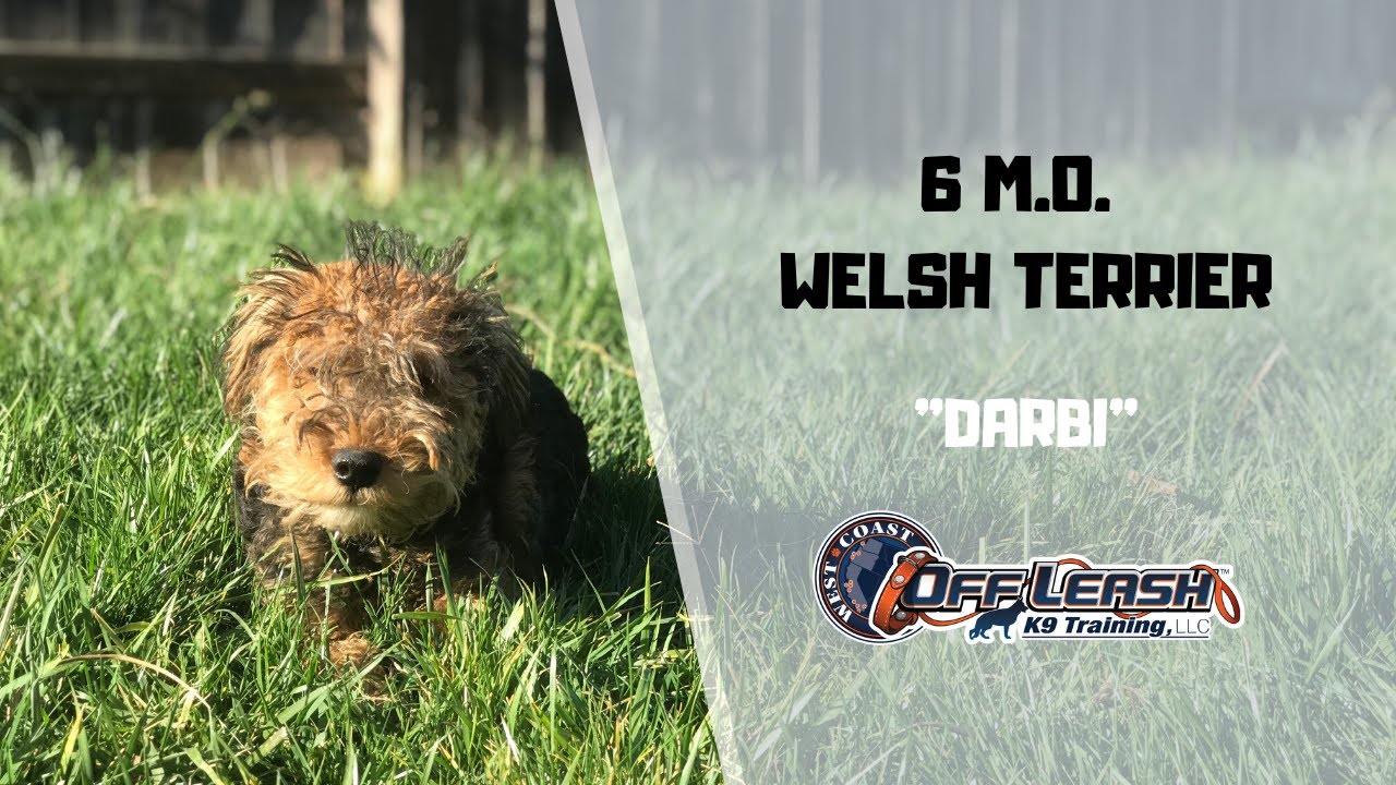WELSH TERRIER / DOG TRAINING