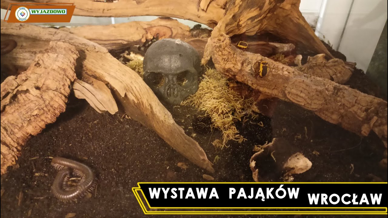 Wystawa Pająków - Wrocław