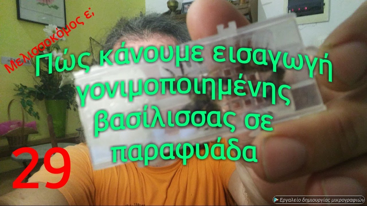 Πως κάνουμε εισαγωγή γονιμοποιημένης βασίλισσας σε παραφυάδα. Μελισσοκόμος ε; 29