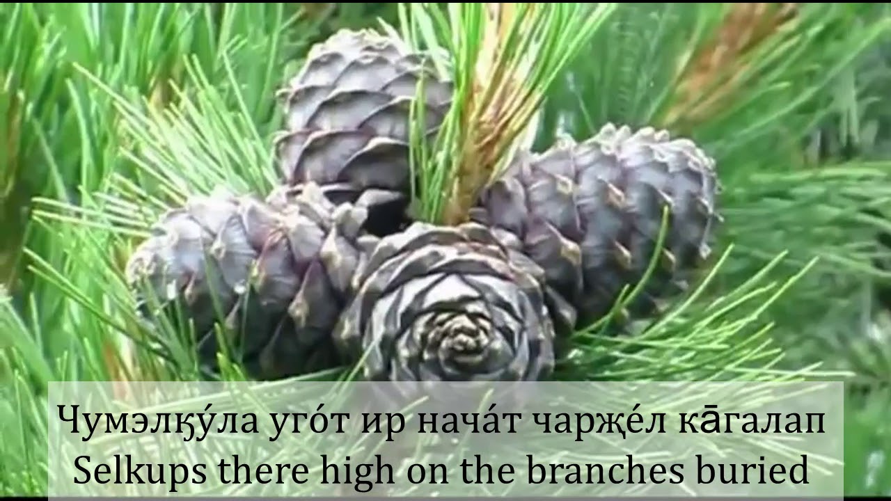 Cedar is a miracle tree. Story in Selkup