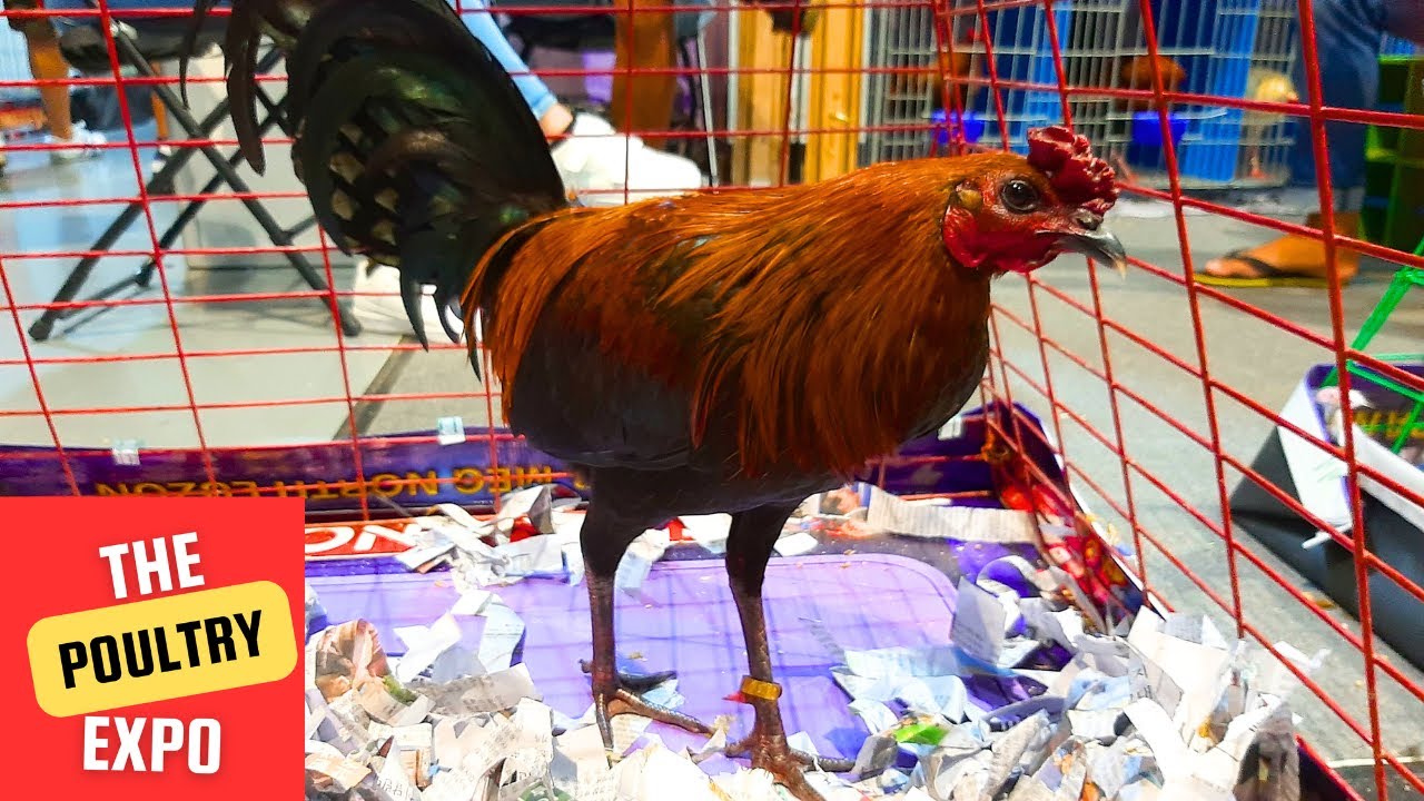 Fiestag FIGBA Poultry Expo | Jomar Hizon | TAGBA