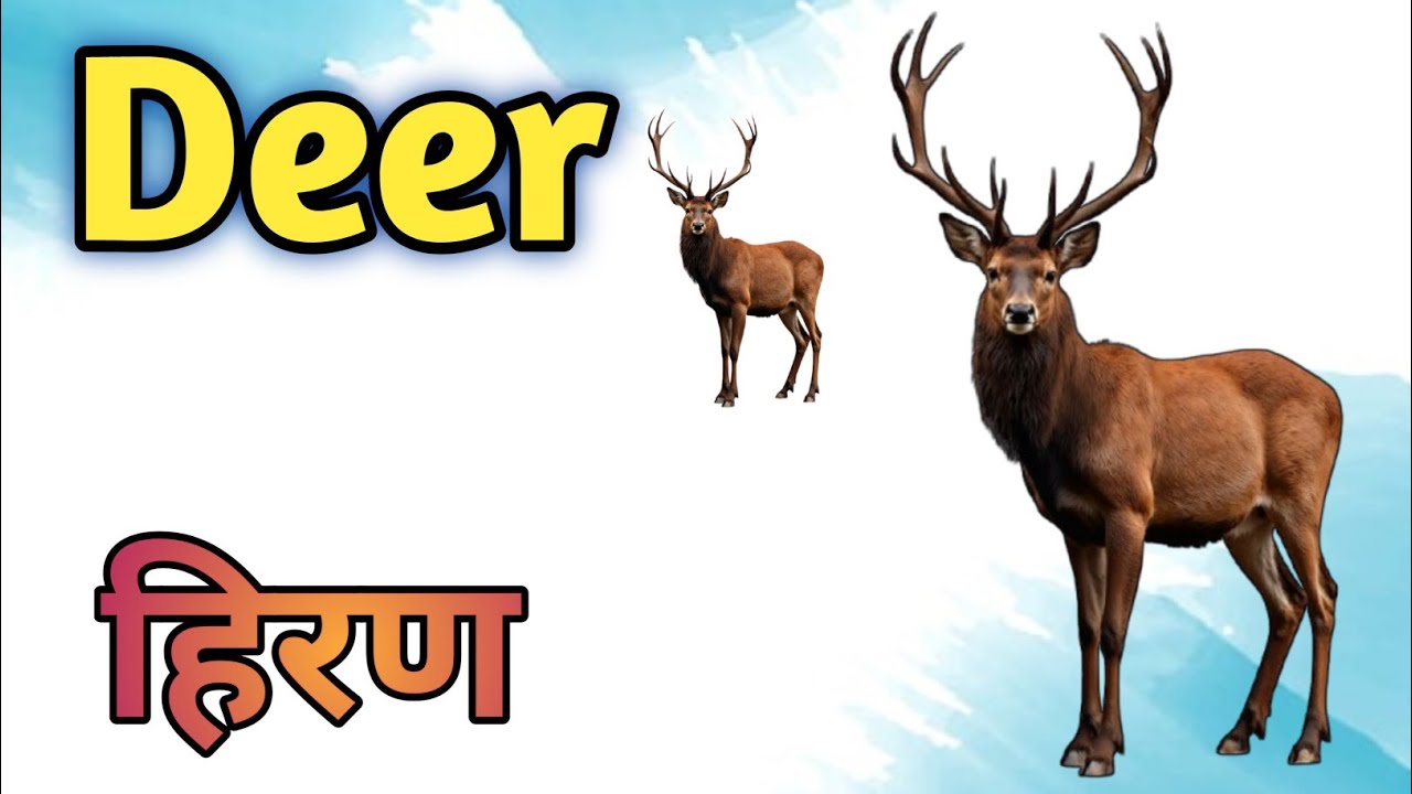 Wild Animals in English and Hindi | हिंदी और अंग्रेजी में जंगली जानवर