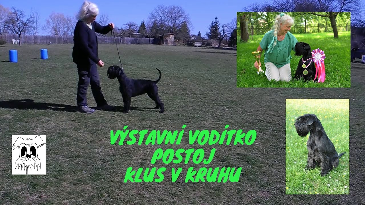 Krátký trénink přípravy psa na výstavu