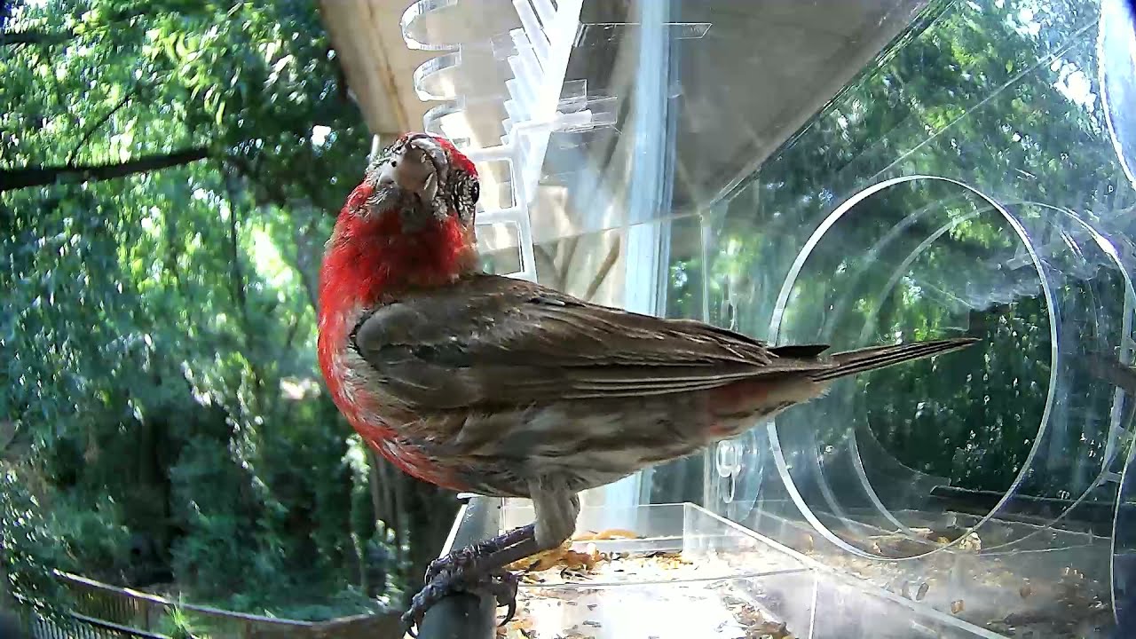 Bird Feeding Cam - Live Bird Feeder Cam - Bird TV - Urban Birds, 20210802