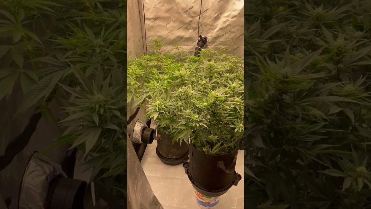4x4 White truffle, Applebanana flab&eacute;e n Arlequin cbd flo week 2