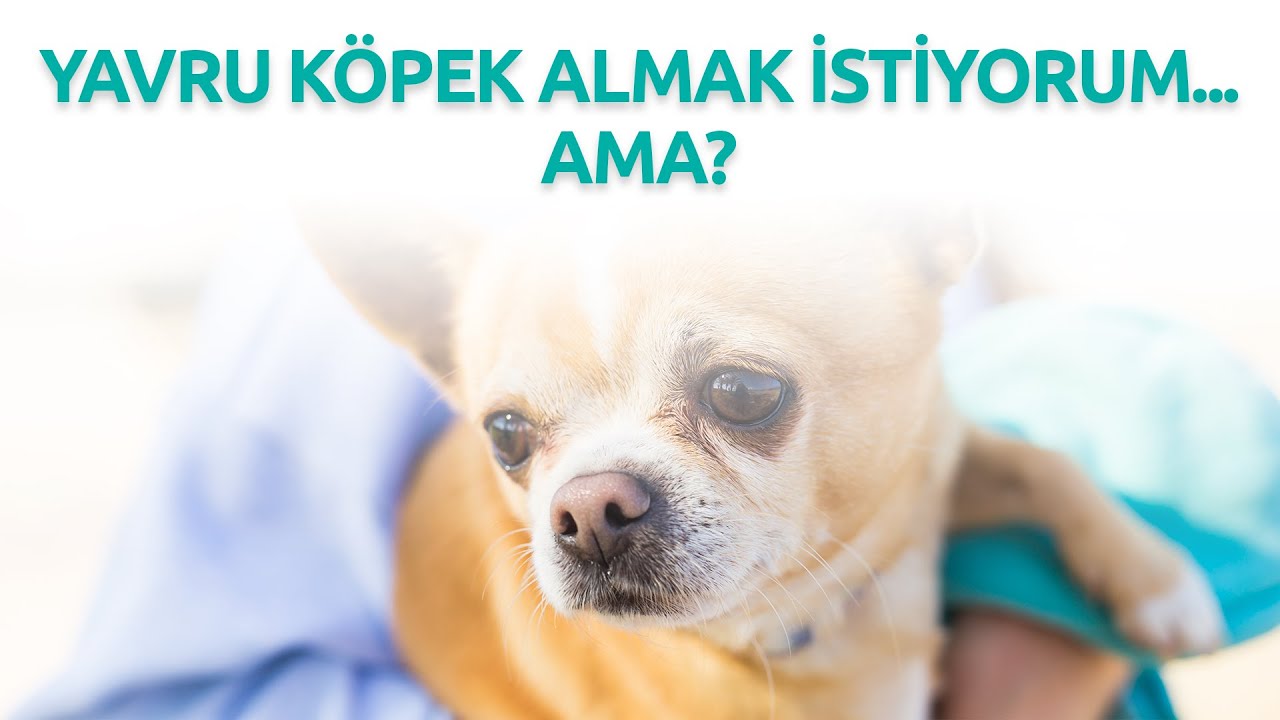 Yavru Köpek Seçimi ve İlk Günler - Uzman Vet. Hekim Akın Kiremitçi
