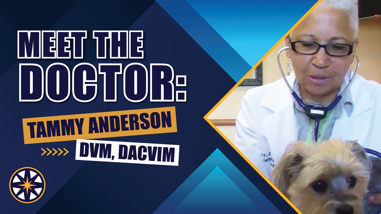 Meet the NorthStar VETS team: Tammy Anderson, DVM, DACVIM
