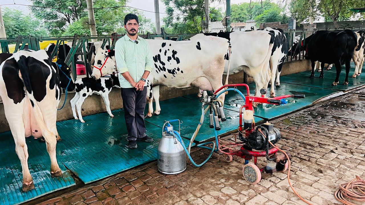 Evening Live Milking at Gurwinder Dairy Farm | Call-73551-00093