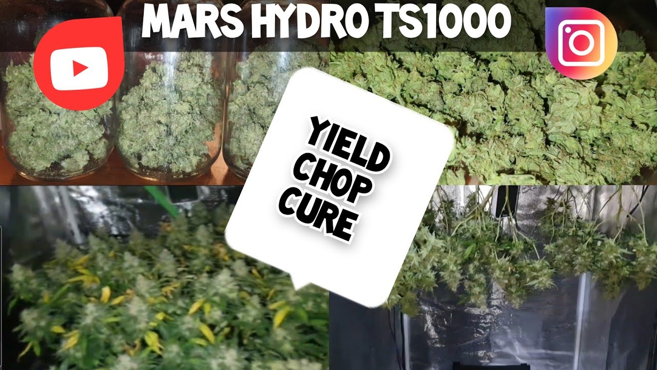 Mars Hydro TS1000 Ep11 - 👁Yield , 4K  dry,cure  in a 2x2 mars hydro Tent plz sub for more videos .
