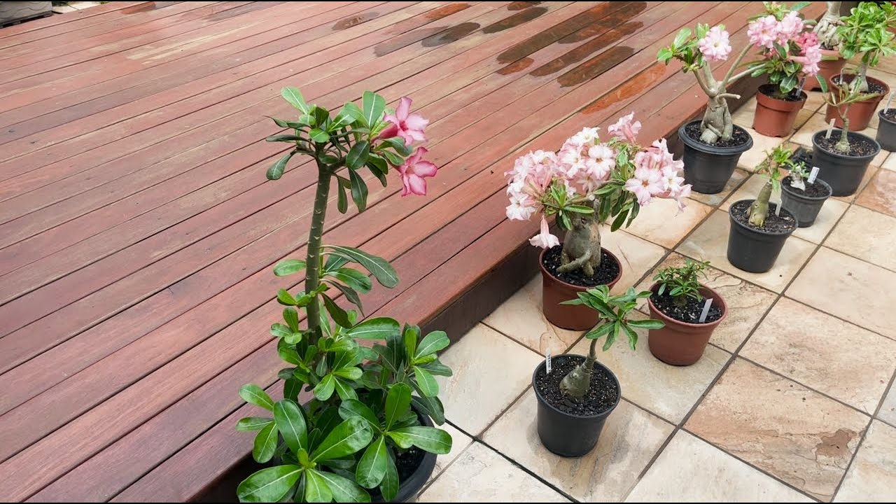 Minhas meninas - Rosa do Deserto - após poda, aguardando o verão 2461
