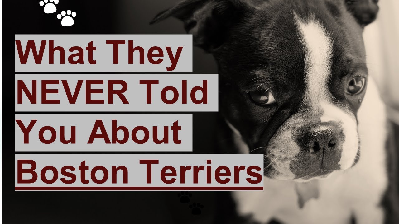 10 Fun Facts About Boston Terriers: America's Gentleman!